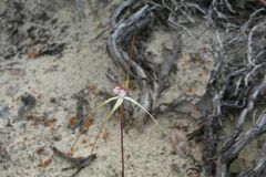 Caladenia longicauda australora
