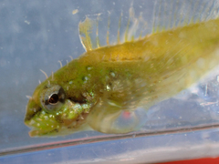 Clinocottus acuticeps