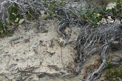 Caladenia longicauda australora
