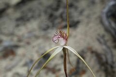 Caladenia longicauda australora