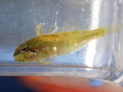 Clinocottus acuticeps