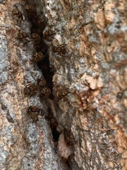 Scaptotrigona hellwegeri