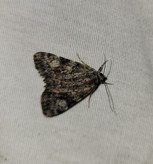 Catocala amica-lineella