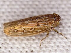 Amplicephalus osborni