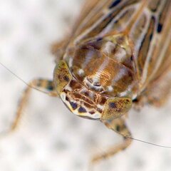 Amplicephalus osborni