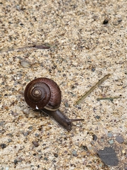 Allogona ptychophora