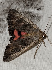 Catocala herodias