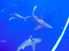 Carcharhinus plumbeus