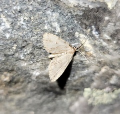 Dyspyralis puncticosta