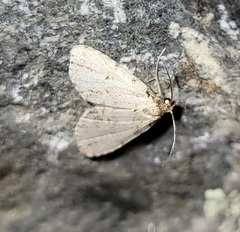 Dyspyralis puncticosta