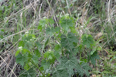 Cnidoscolus angustidens