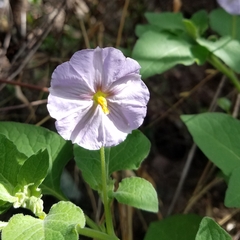 Lycianthes dejecta