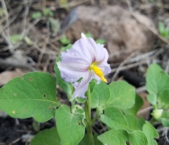 Lycianthes dejecta