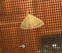 Crocidophora tuberculalis