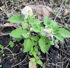 Lycianthes dejecta