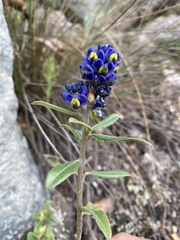 Monnina salicifolia