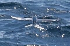 Cheilopogon