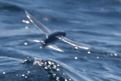 Cheilopogon