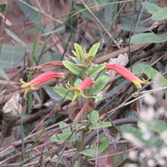 Siphocampylus columnae