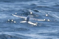 Cheilopogon