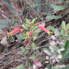 Siphocampylus columnae