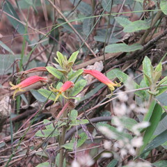 Siphocampylus columnae