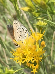 Satyrium behrii