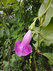 Ipomoea peteri