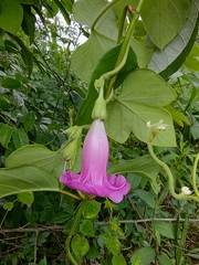 Ipomoea peteri