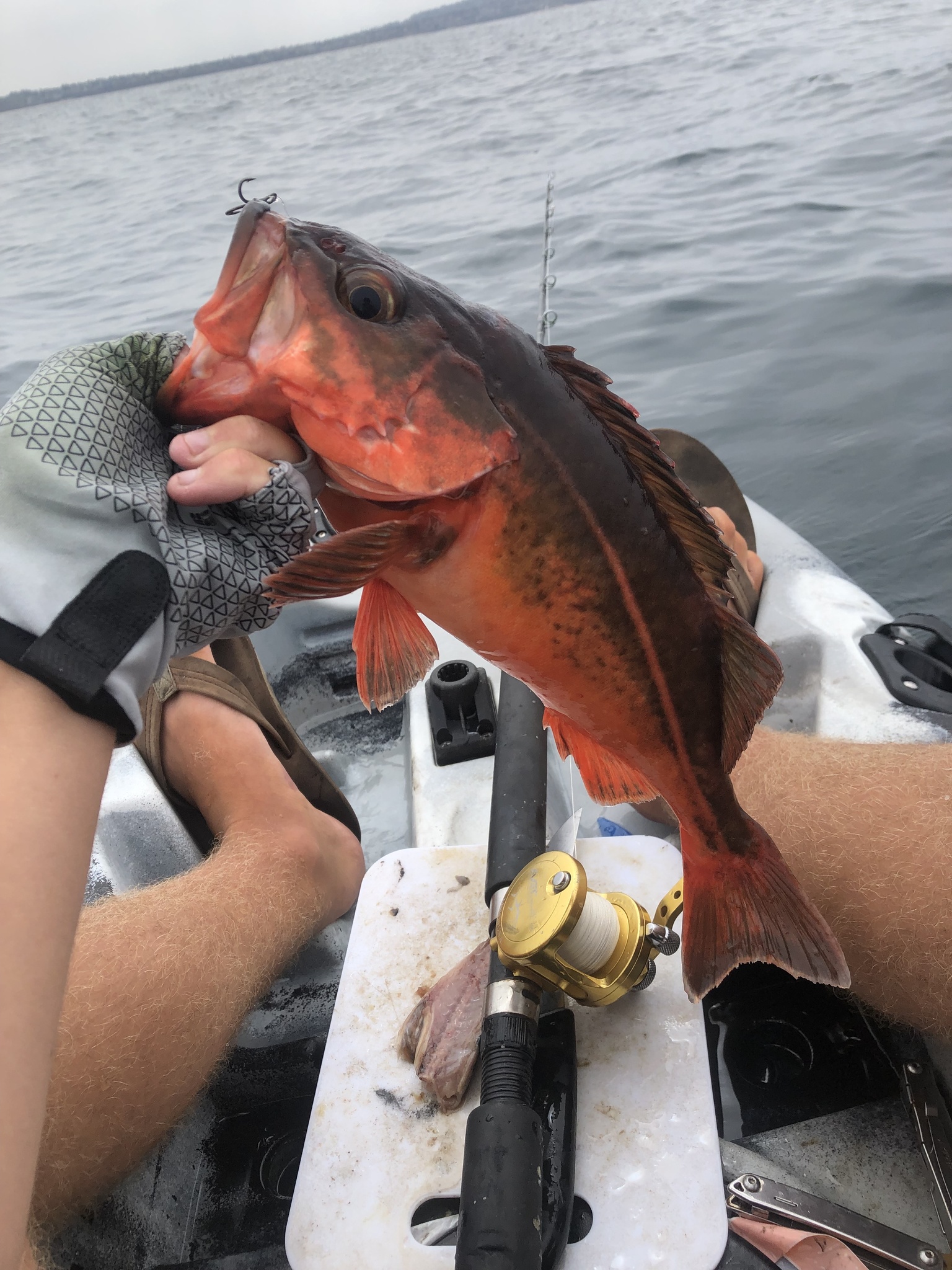 Rockfish Fishing in Mexico