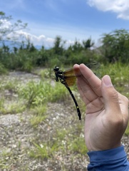 Chlorogomphus nasutus