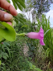 Ipomoea peteri