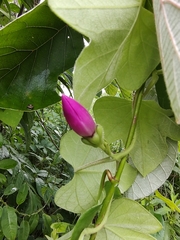 Ipomoea peteri