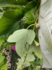 Ipomoea peteri