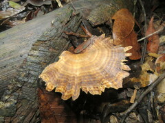 Flabellophora