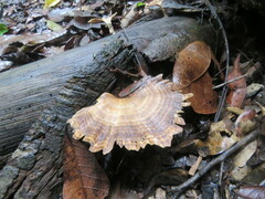Flabellophora