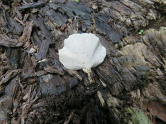 Flabellophora
