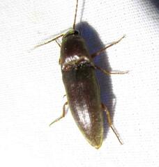 Diplostethus texanus