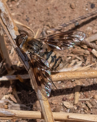 Thyridanthrax nugator