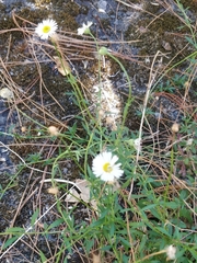 Erigeron karvinskianus image