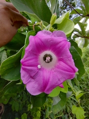 Ipomoea peteri