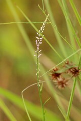 Polygala appendiculata