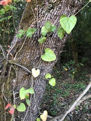 Aristolochia californica