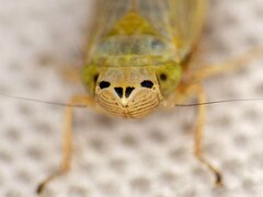 Amplicephalus simplex