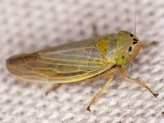 Amplicephalus simplex