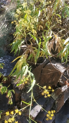 Bupleurum salicifolium subsp. salicifolium image