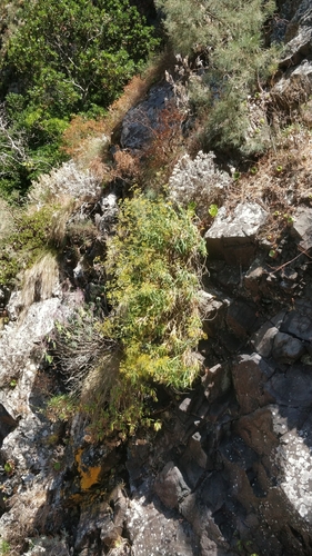 Image of Bupleurum salicifolium by (c) Vítor Jorge, some rights reserved (CC BY)
