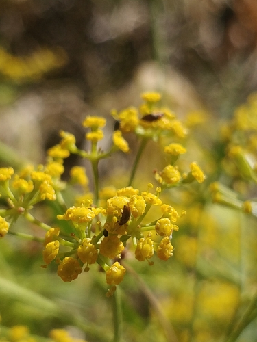 Image of Bupleurum salicifolium by (c) Vítor Jorge, some rights reserved (CC BY)