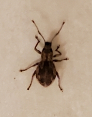 Calomycterus