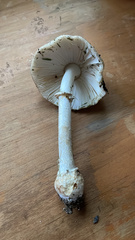 Amanita